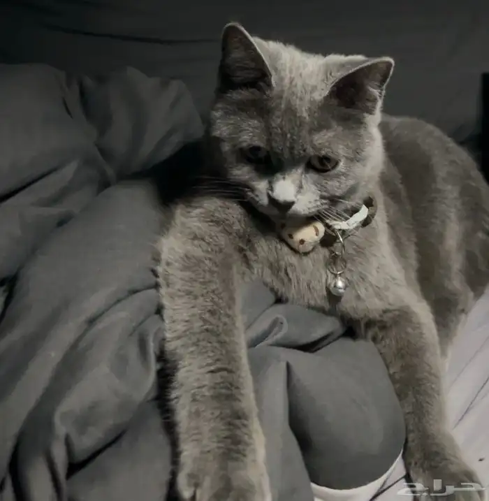 سكوتش ستريت 0