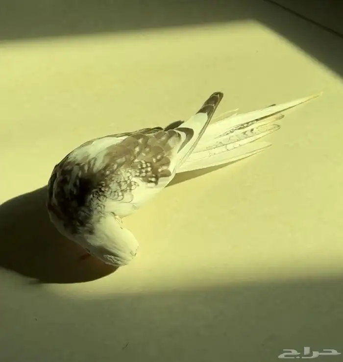 فرخ كروان هدد 1