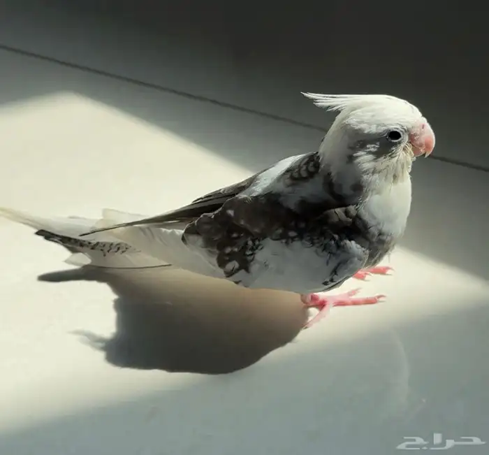 فرخ كروان هدد 0