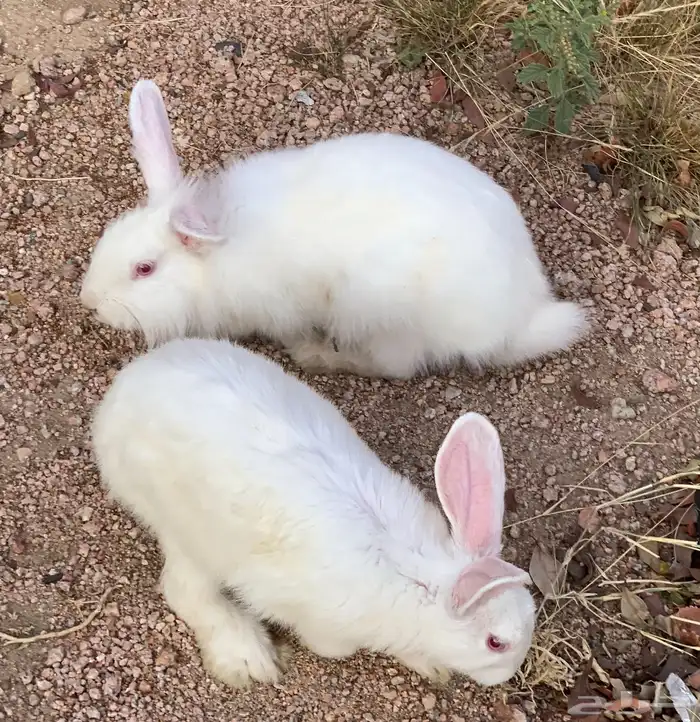 أرانب للبيع مع الشبك حقها على السوم 1
