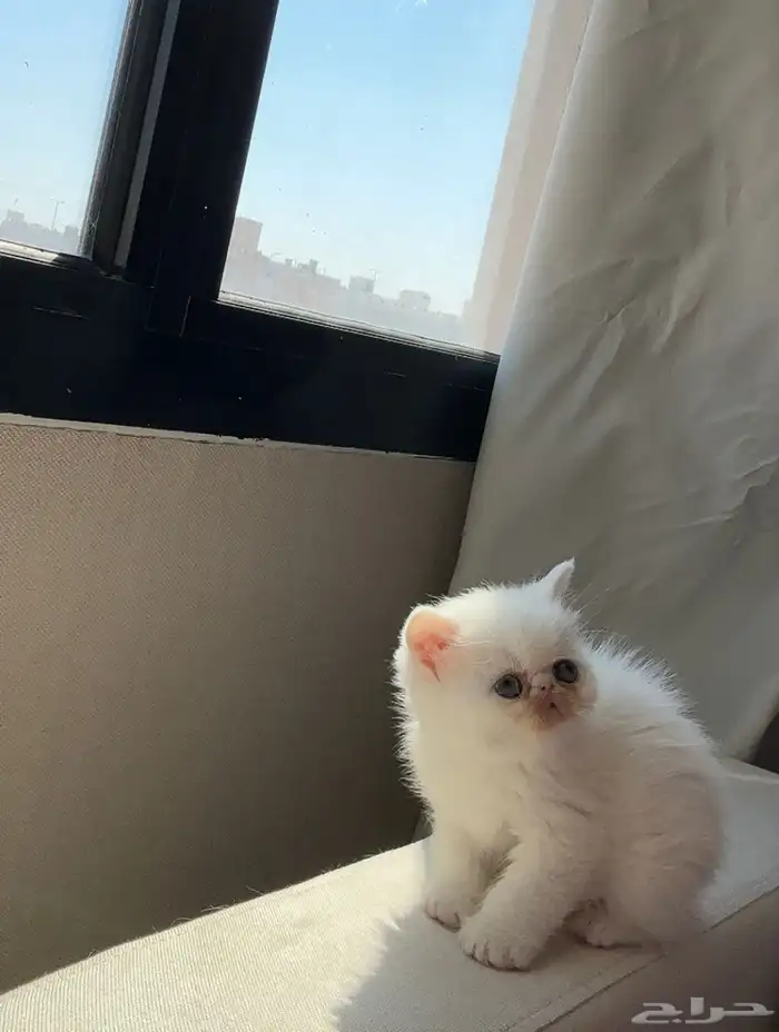 اكزوتيك شورت هير للبيع 1