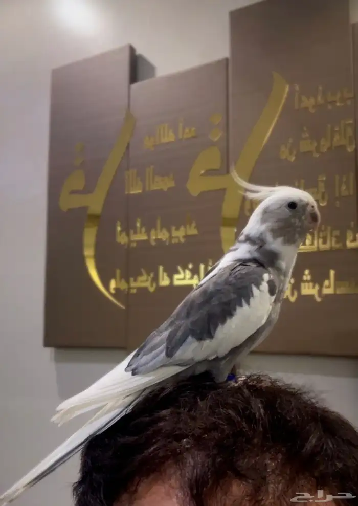 تم البيع تم البيع 3