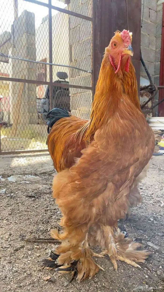 دجاج براهما البوف الاحمر دم صافي درجه اولى للبيع 0