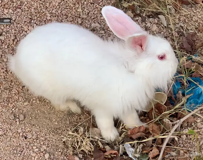 أرانب للبيع مع الشبك حقها على السوم 2