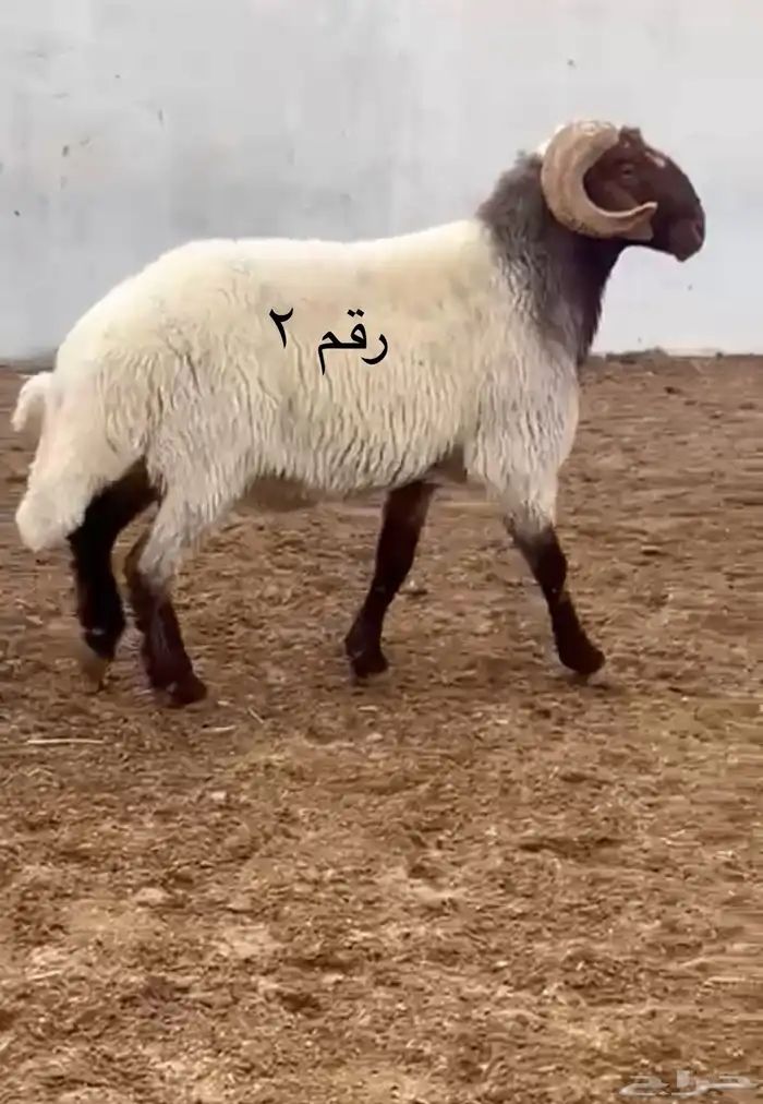 فحول نعيم مشروطه للبيع 3