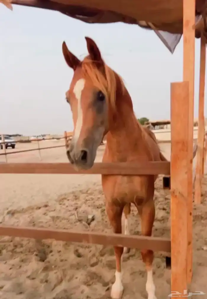حصان عربي اوراق ولد فخر جهينه 0
