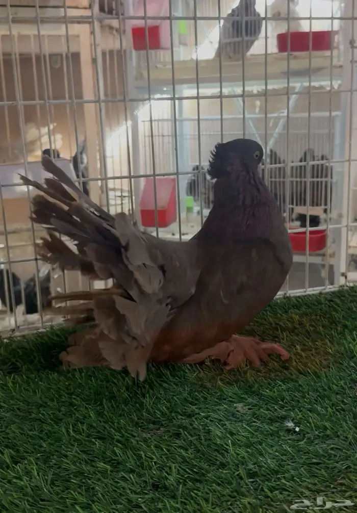 ذكر شمسي امريكي 0