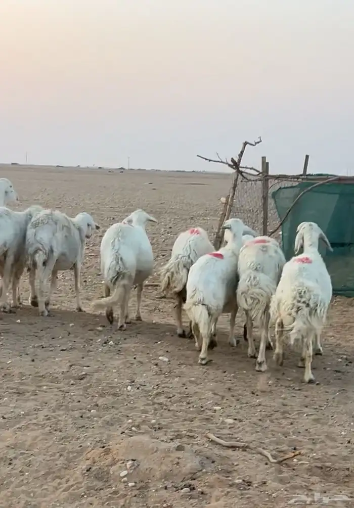 حريات دفيع على الشرط 1