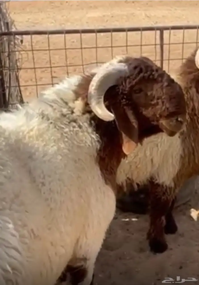 طليان فحول للبيع 0