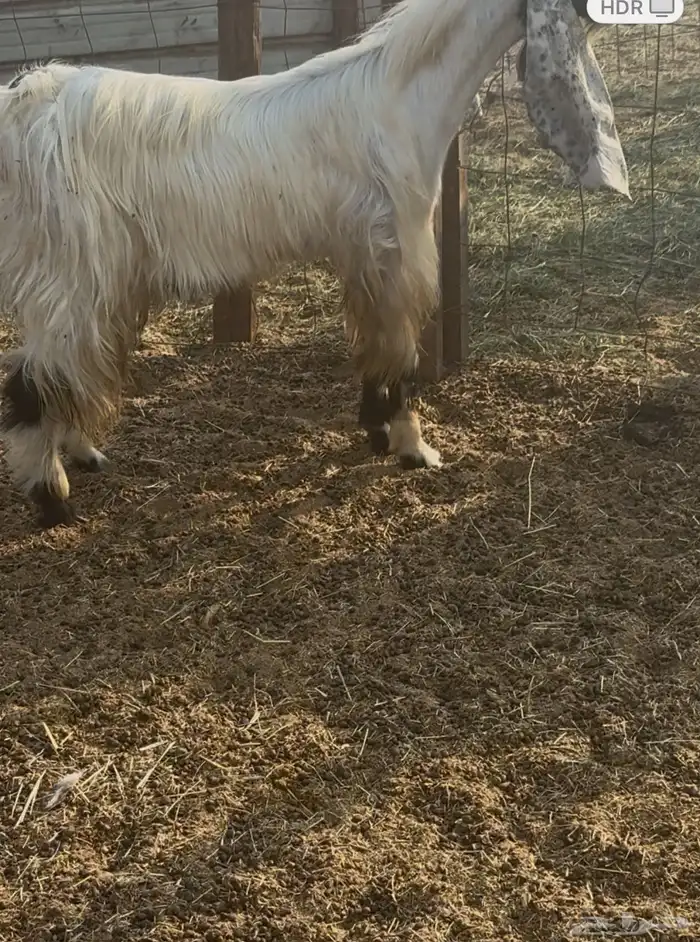 تيس ثنيه مهجن 1