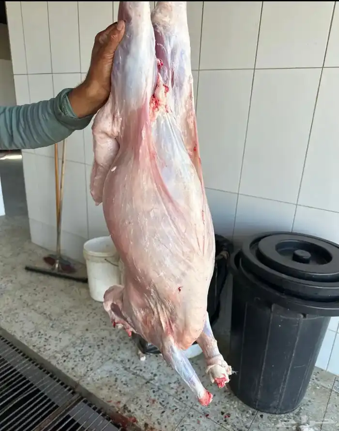 رفيديات جذعان مغلقات فل 2