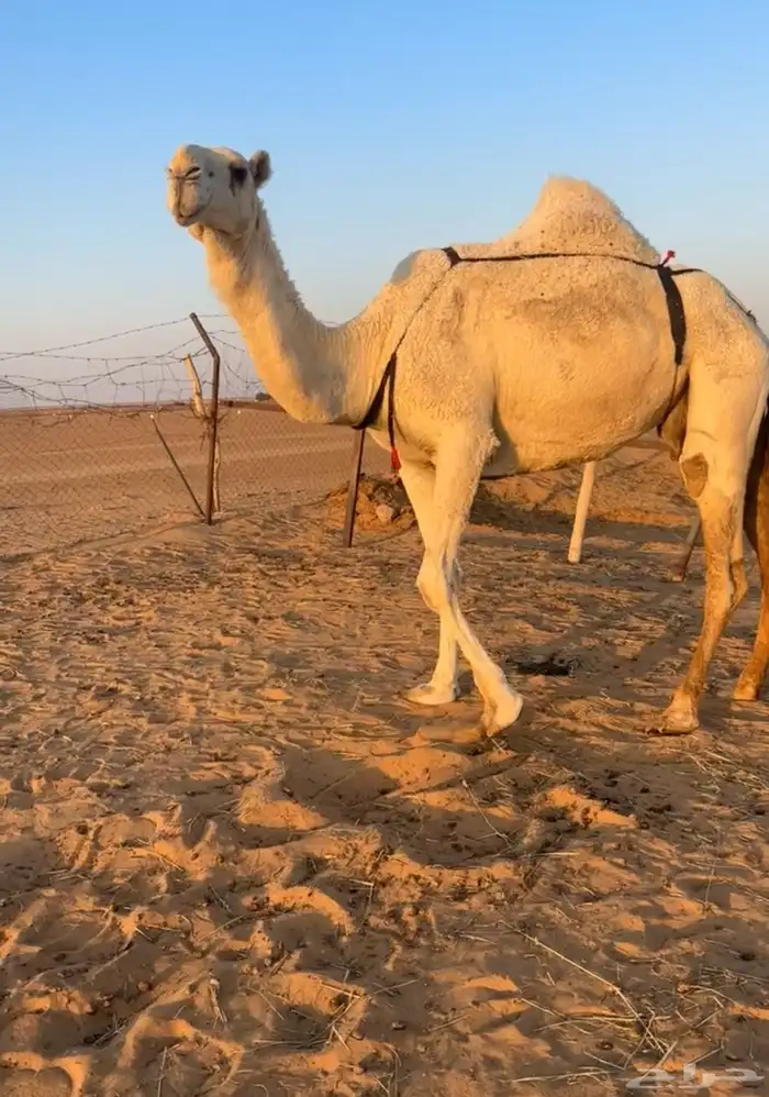 ضروبه رمانيه ام ثالث 1