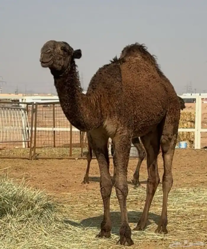 ذود صفر العدد 21 9