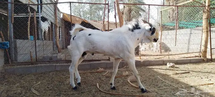 تيوس وفحول ماعز بيشي 8