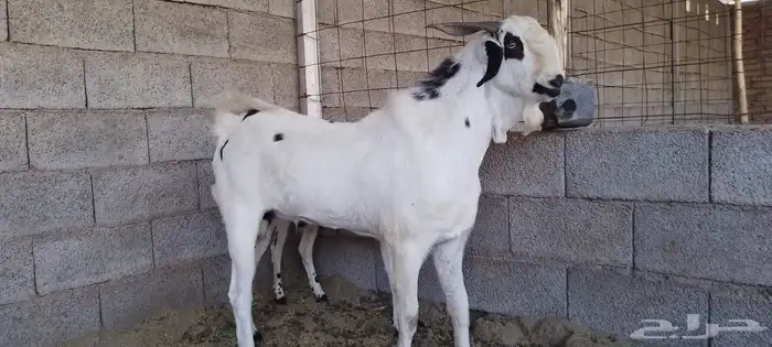 تيوس وفحول ماعز بيشي 0