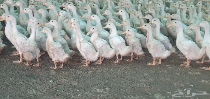 صباح الخير يتوفر بط بكيني لحم وشحم وطعم فاخر من لاخر يتوفر ذ 0