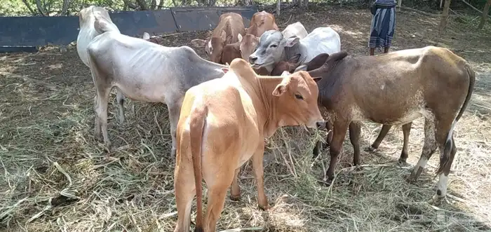 8 عجول وخبشه 3