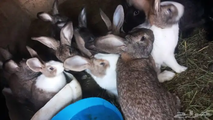 ارانب للبيع العداد 25 الا 30 صقار وكبار 2