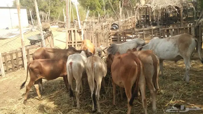 8 عجول وخبشه 0