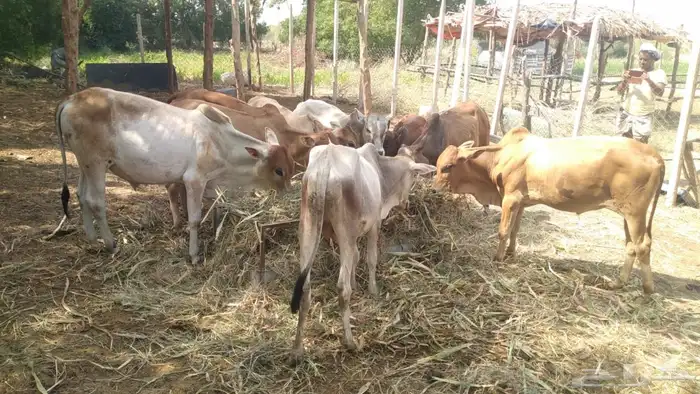 8 عجول وخبشه 1