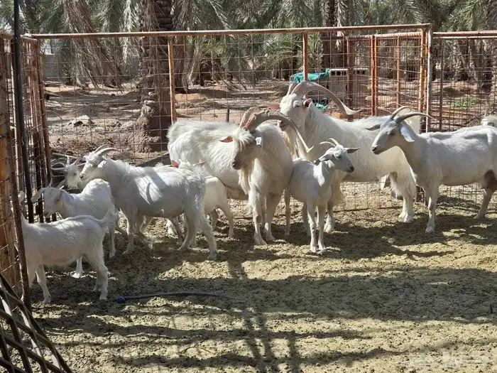 ماعز نوع سانين متيز بوفرة اللبن 1