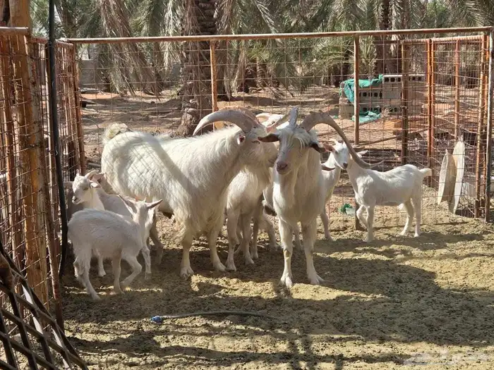 ماعز نوع سانين متيز بوفرة اللبن 0