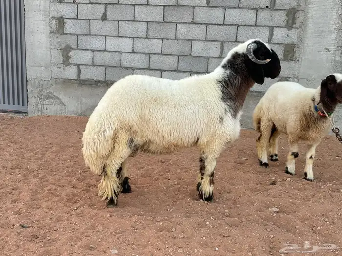 جذع نعيم مشروع فحل (صنف) 2