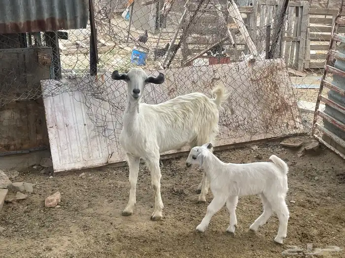 عنز ثنيه خلفه 0