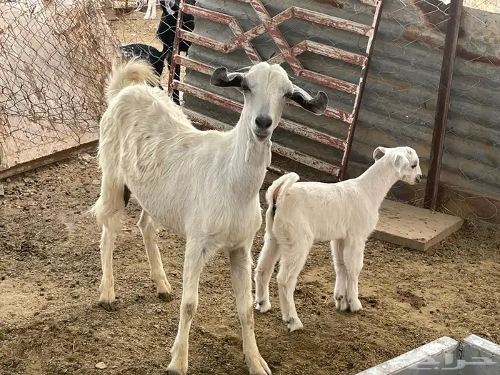 عنز ثنيه خلفه 2