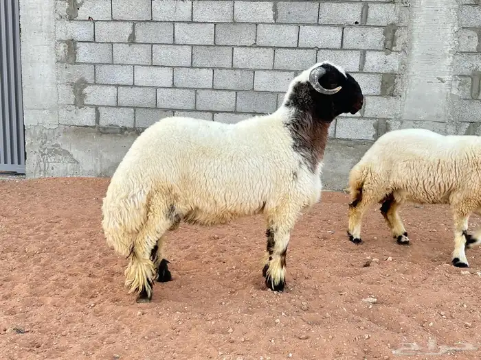 جذع نعيم مشروع فحل (صنف) 1