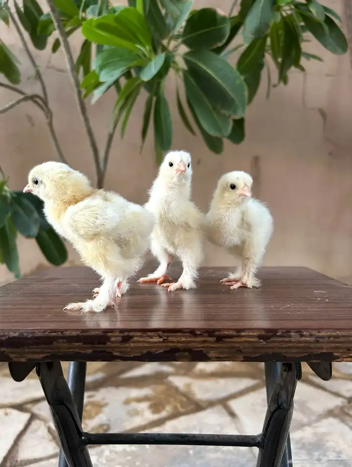 صوص براهما كولومبي مستوى توب 0