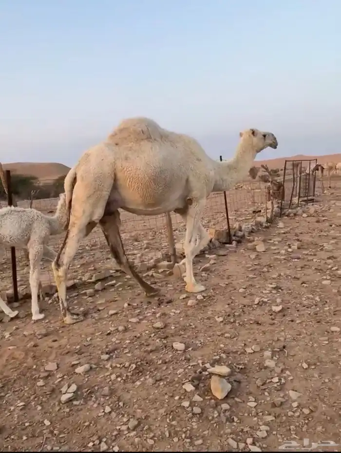 خلفه ام ثاني تحتها قعود 1