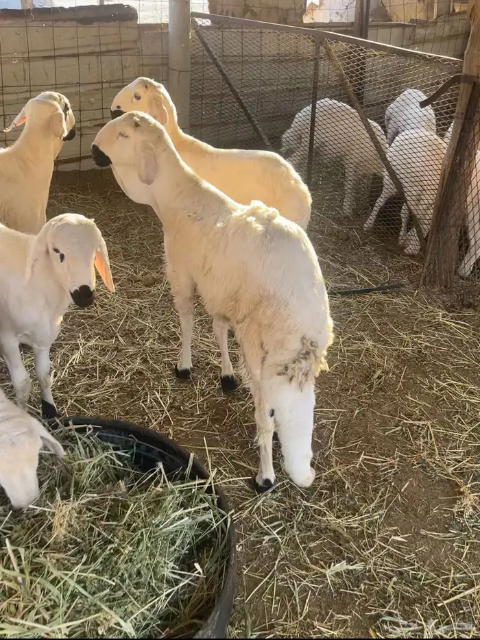 سواكن جبره سمان فل شحم 4