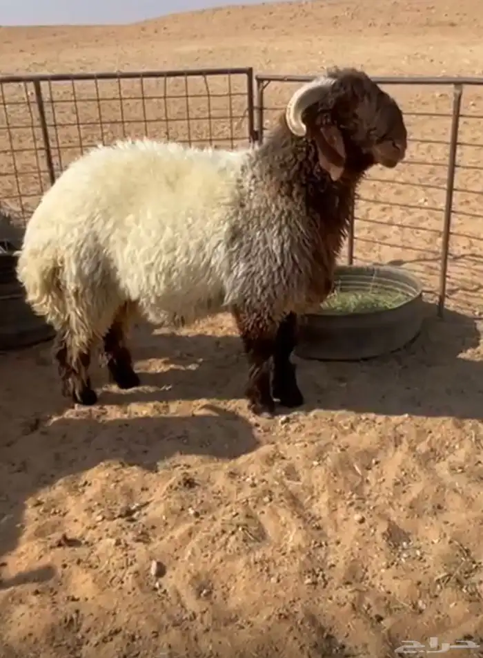 طليان فحول للبيع 4