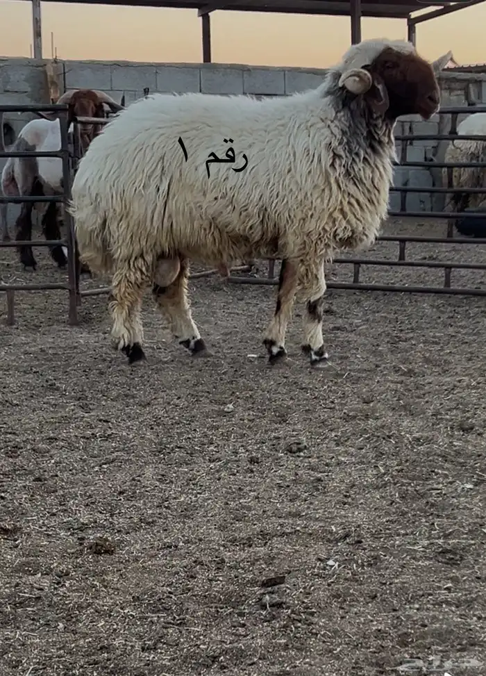 فحول نعيم مشروطه للبيع 1