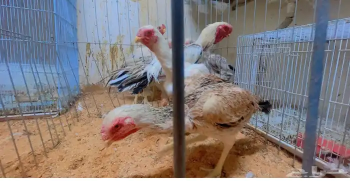 دجاج فارسي حجازي 1