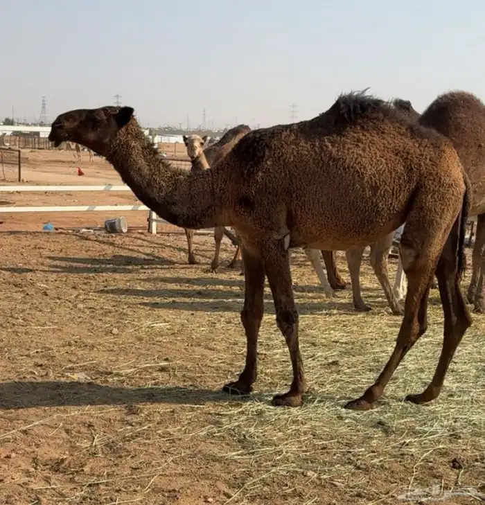 ذود صفر العدد 21 4