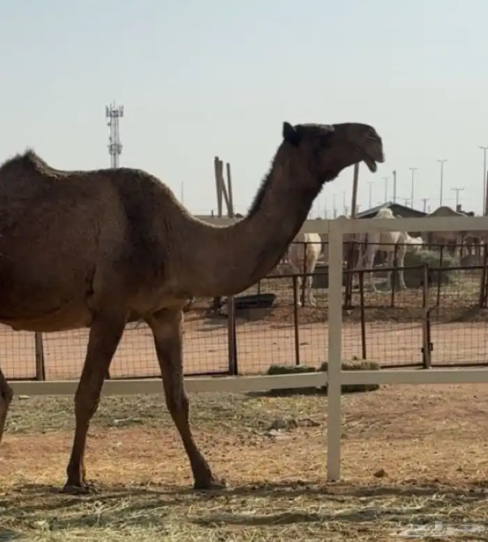 ذود صفر العدد 21 7