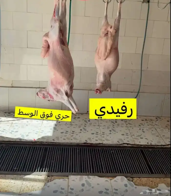 رفيديات جذعان مغلقات فل 4