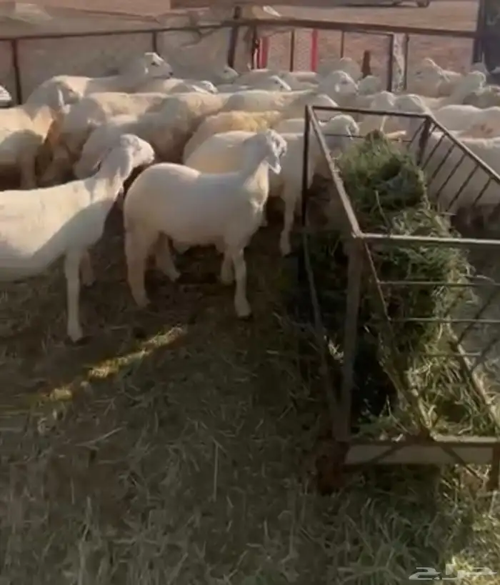 طليان حريه طيبه العدد 30 0