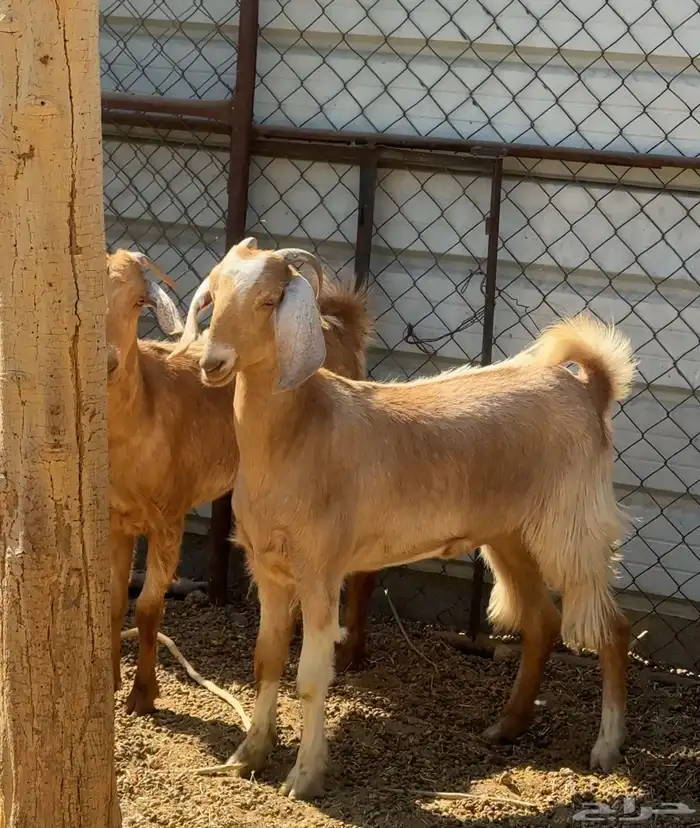 عنزين ( جذعة ) حمايس 0