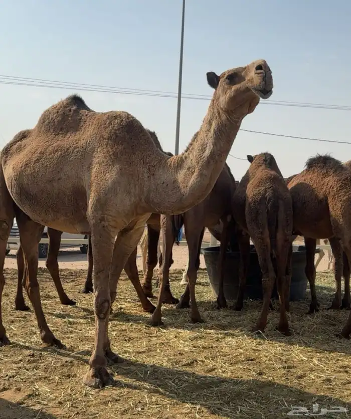 ذود صفر العدد 21 1