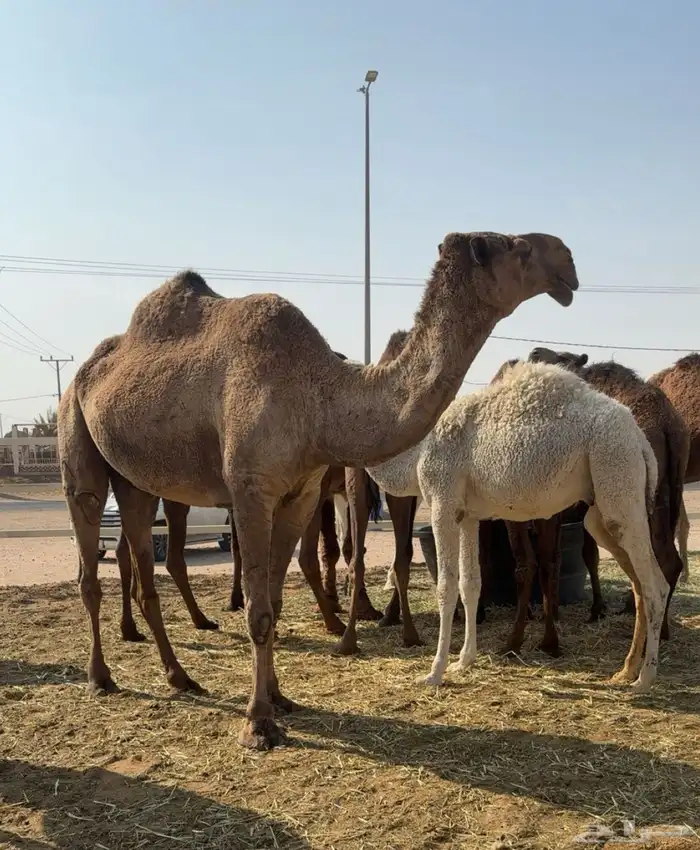 ذود صفر العدد 21 3