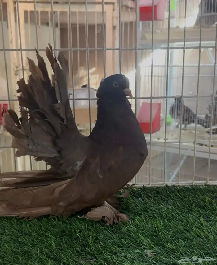 ذكر شمسي امريكي 1