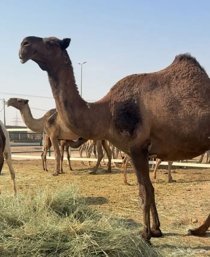 ذود صفر العدد 21 5