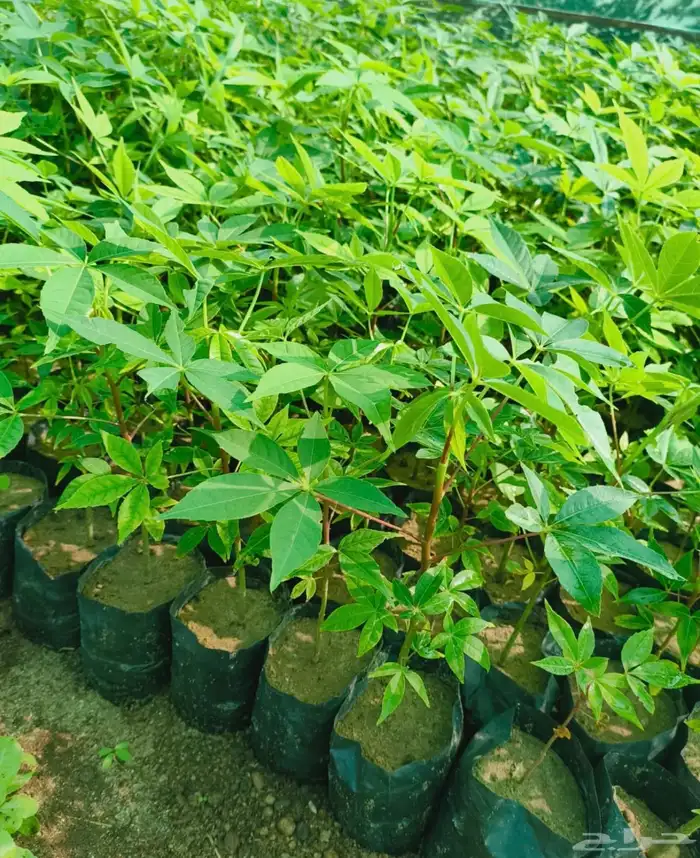 اتفاقيه انتاج وتوريد شتلات بالكميات 10