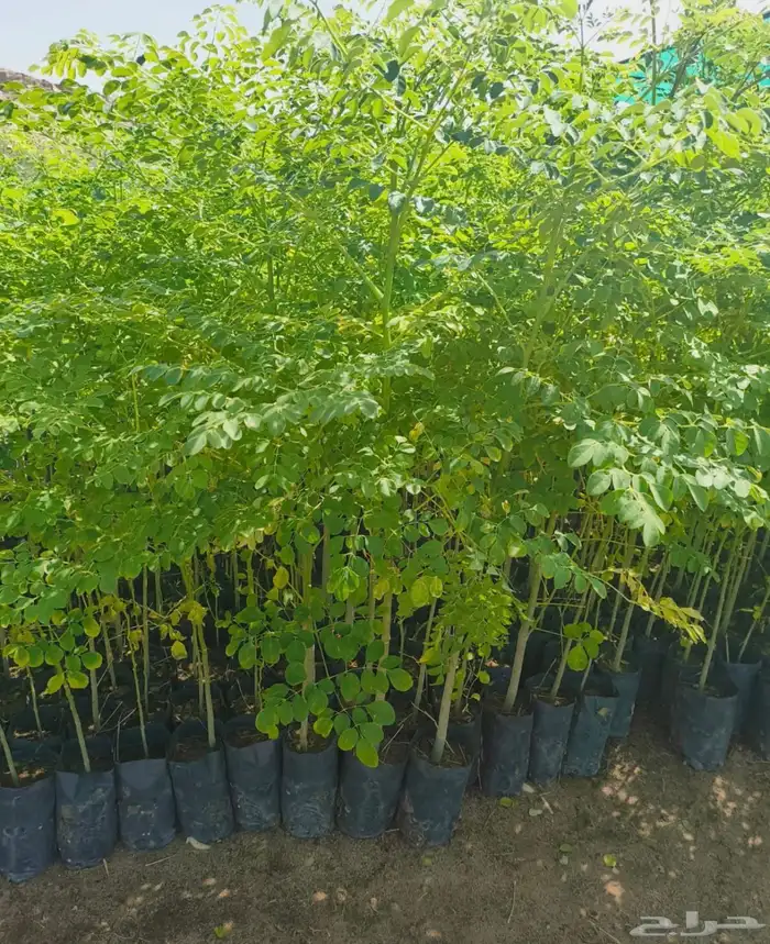 اتفاقيه انتاج وتوريد شتلات بالكميات 8