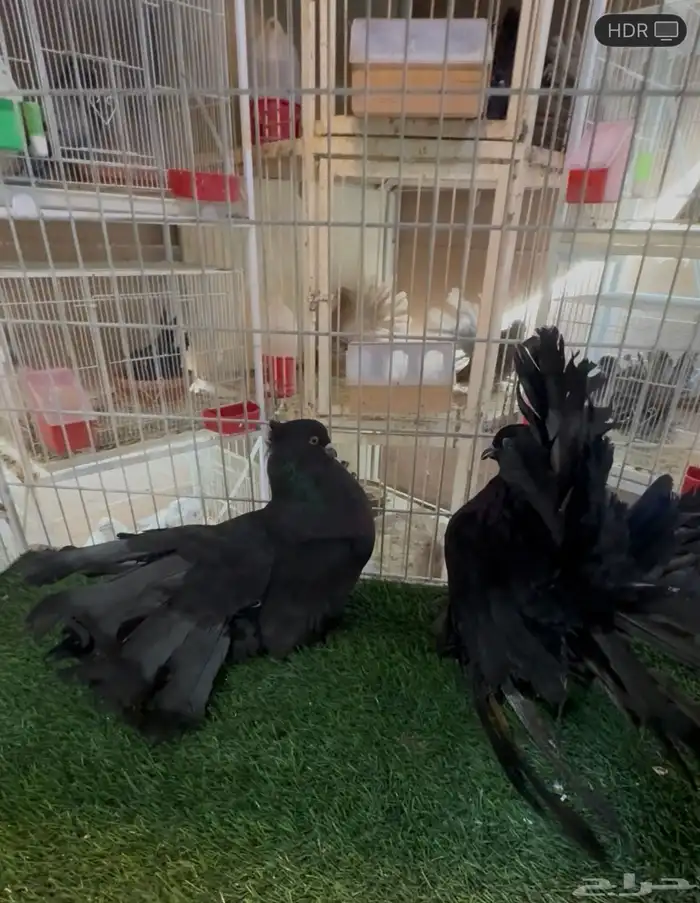 زوج شمسي أمريكي اوفر 0