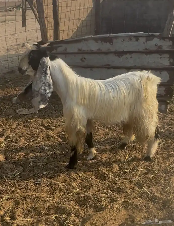 تيس ثنيه مهجن 0