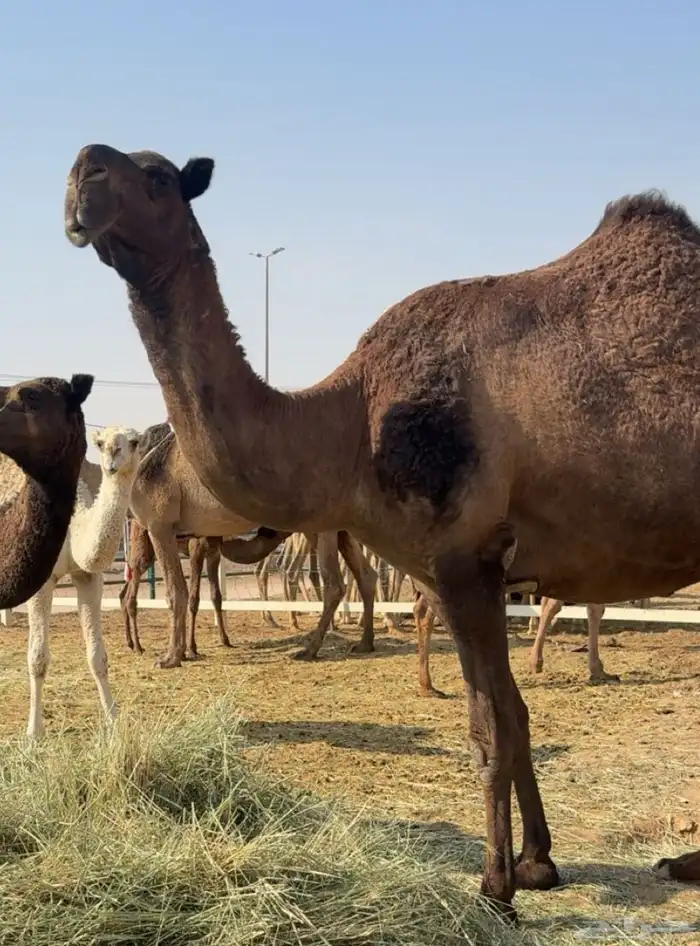 ذود صفر العدد 21 8